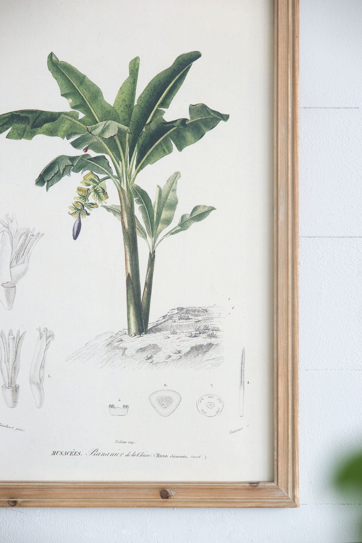 Tree Framed Print Set of 2 - Multicolor Botanical Wall Art