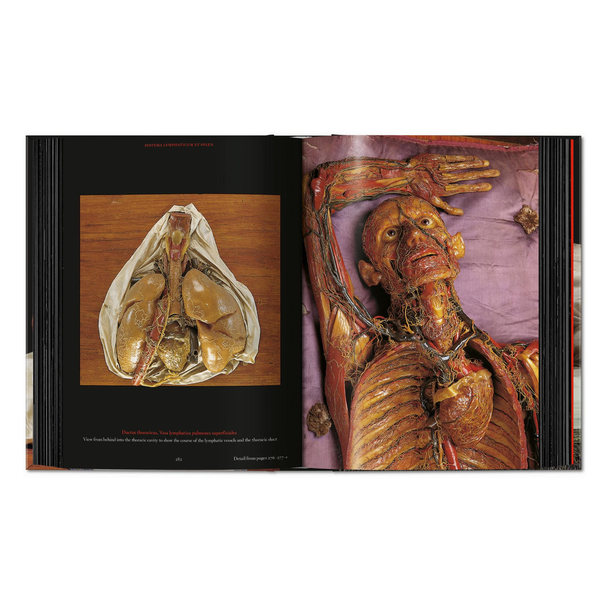 Anatomical Waxes. 45th Ed. (German, French, English)