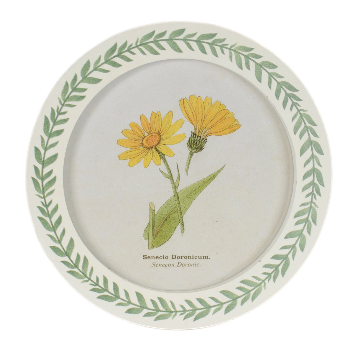 Round Framed Encyclopedia Floral Print (Set of 6)
