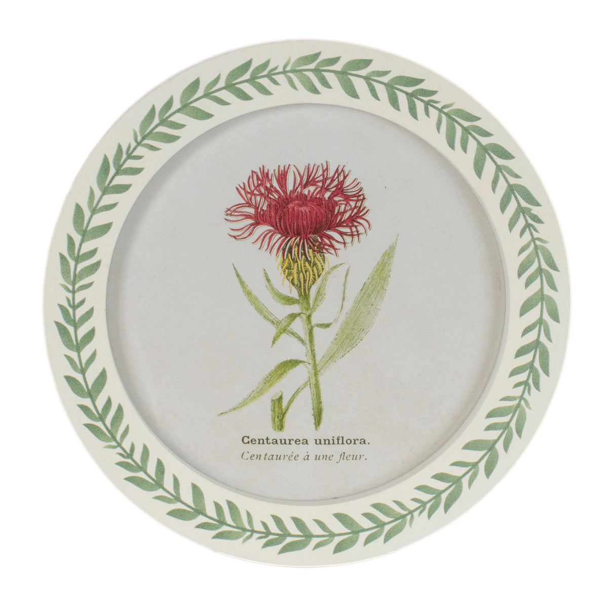 Round Framed Encyclopedia Floral Print (Set of 6)