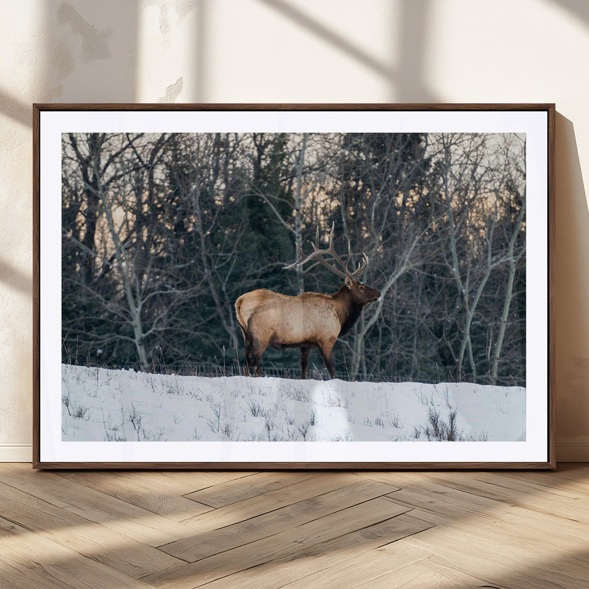 Wild Elk Wall Art Canvas Print – Framed Winter Wildlife