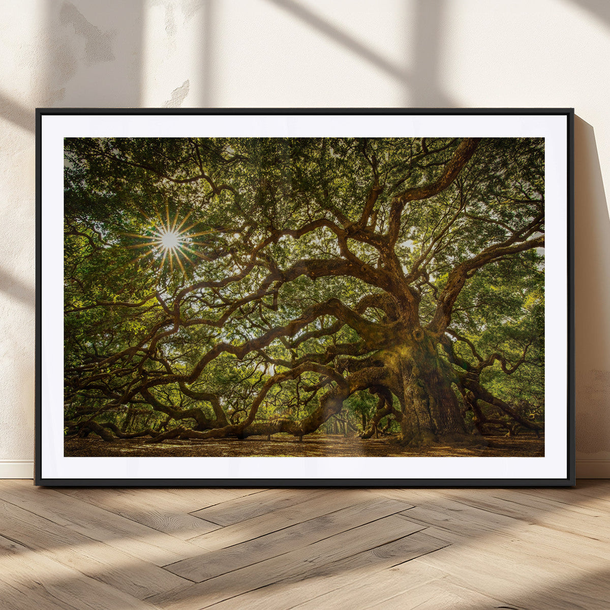 Ancient Angel Oak Tree Art Sunburst Canvas Print-