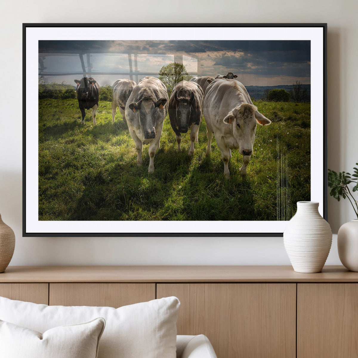 Grazing Cattle Herd Pasture Green Field Livestock Natural