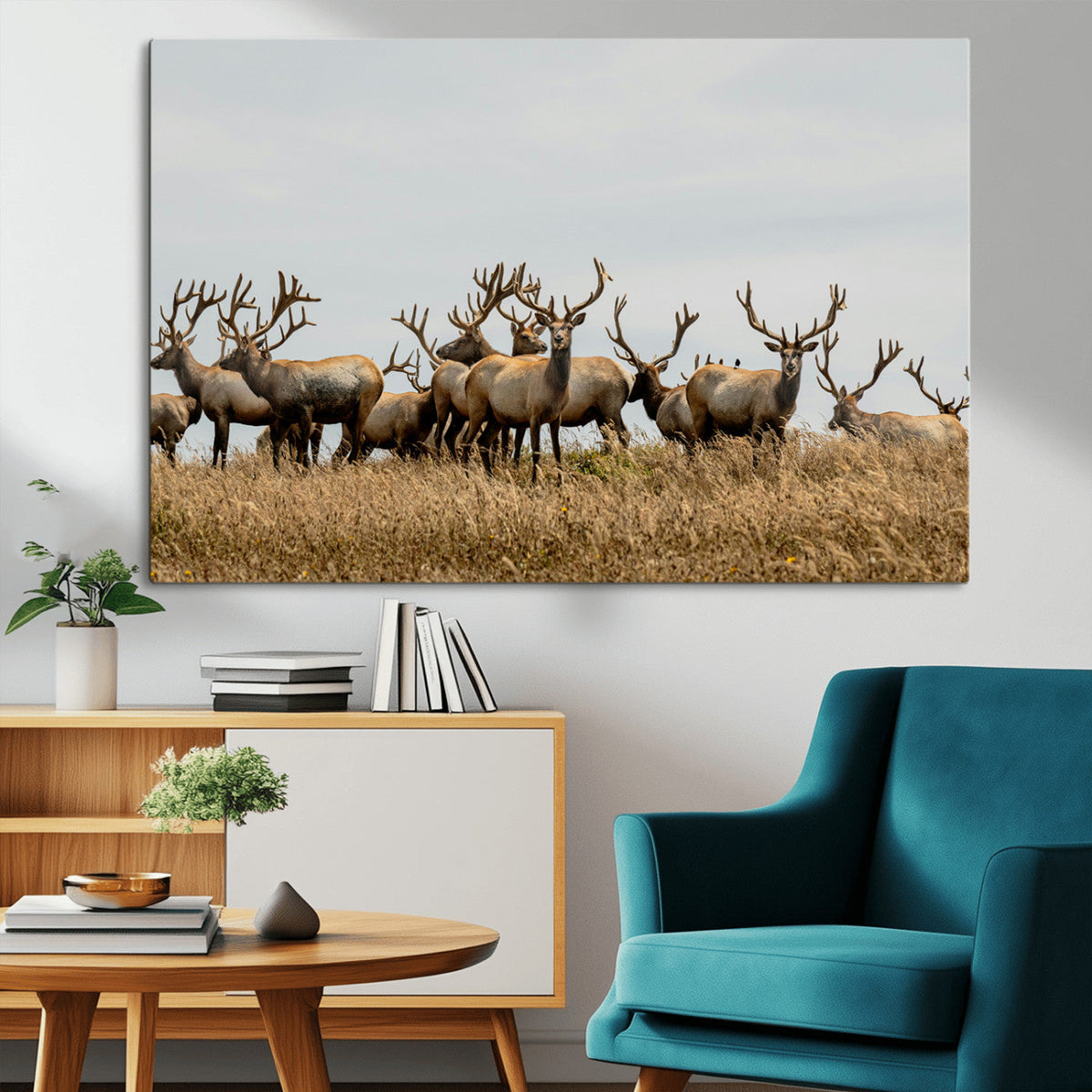 Elk Herd Wall Art Canvas Print – Framed Wildlife Photography