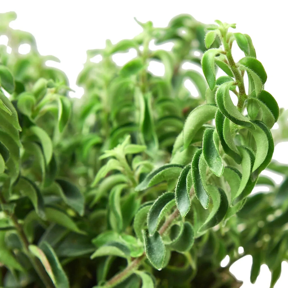 Curly Lipstick Plant
