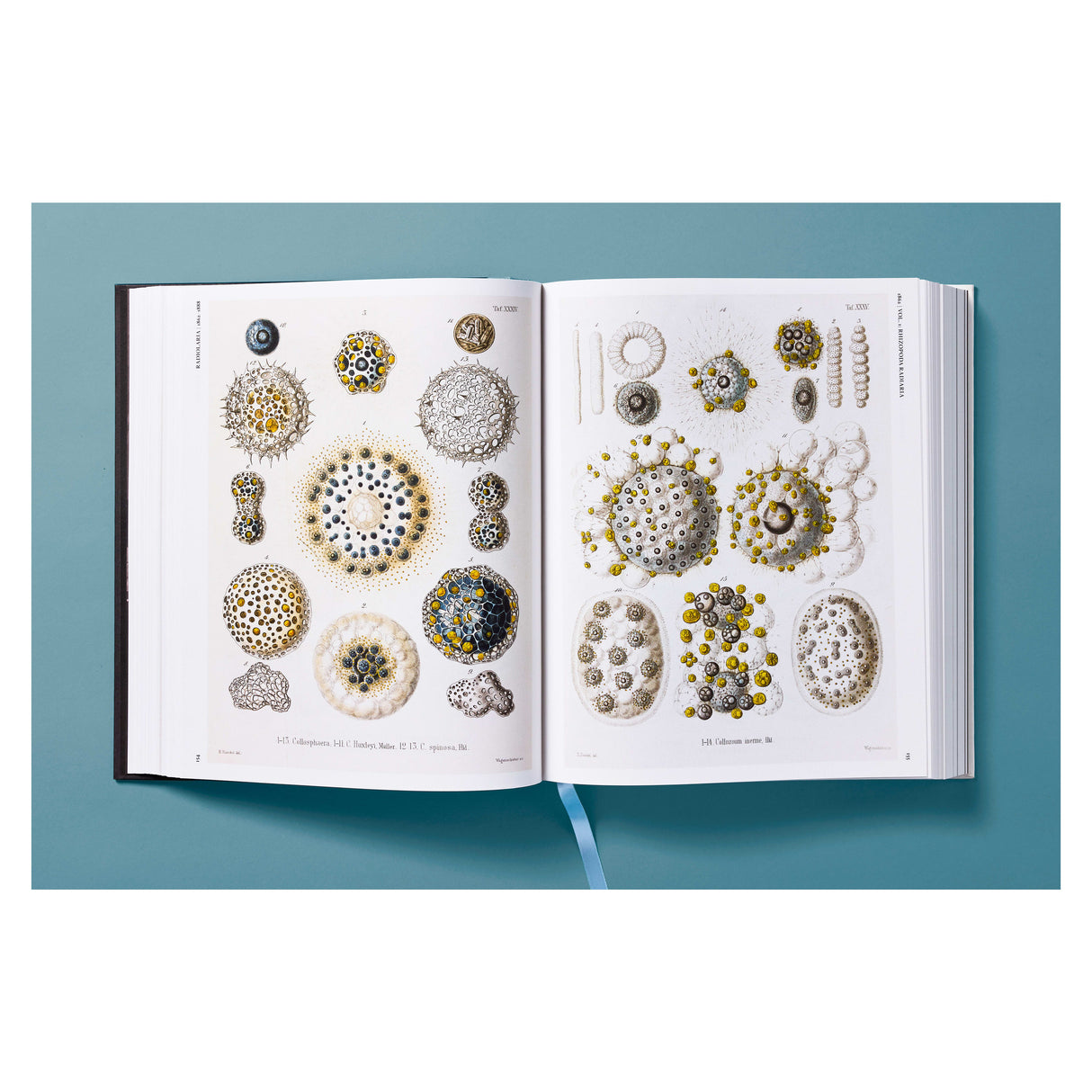 The Art and Science of Ernst Haeckel (German, French, English)
