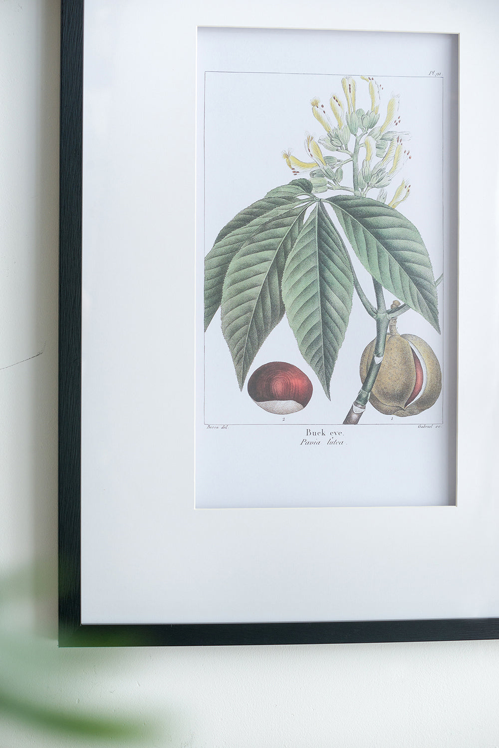 19.7x27.6' Botanical Wall Arts, Set of 2