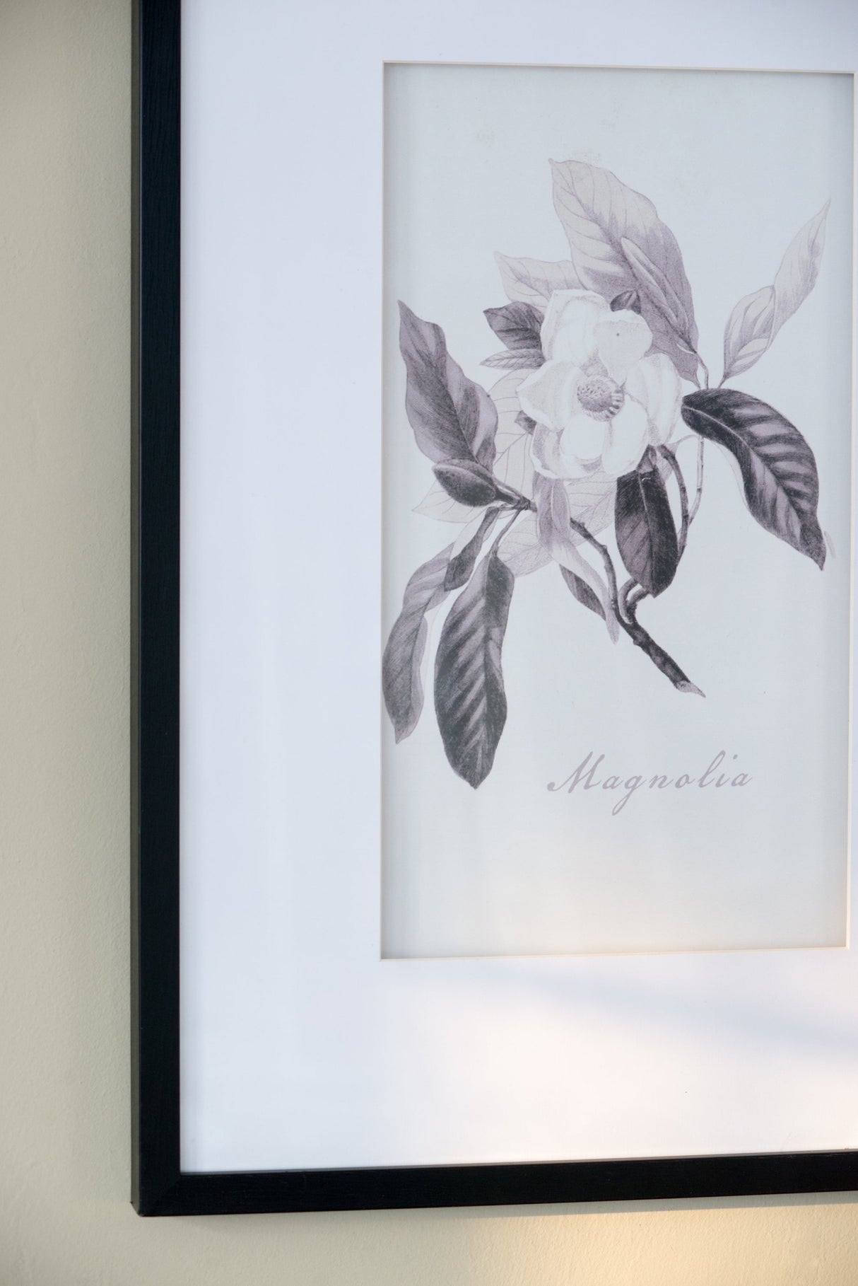 Verdura Botanica: Four-Print Houseplant Pencil Art Set