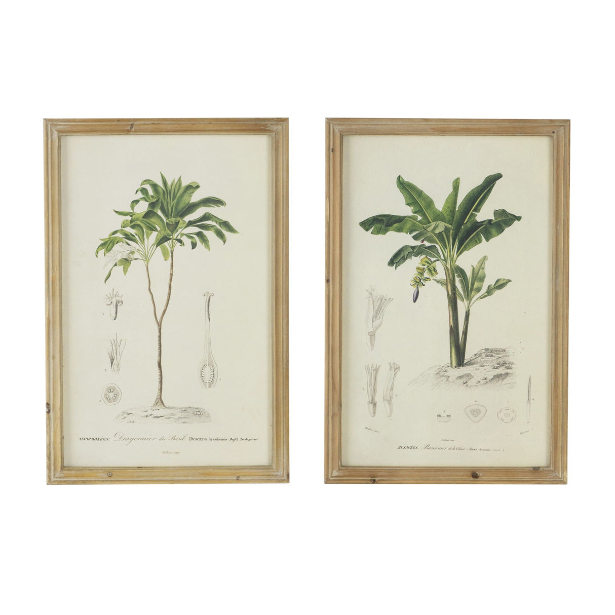 Tree Framed Print Set of 2 - Multicolor Botanical Wall Art