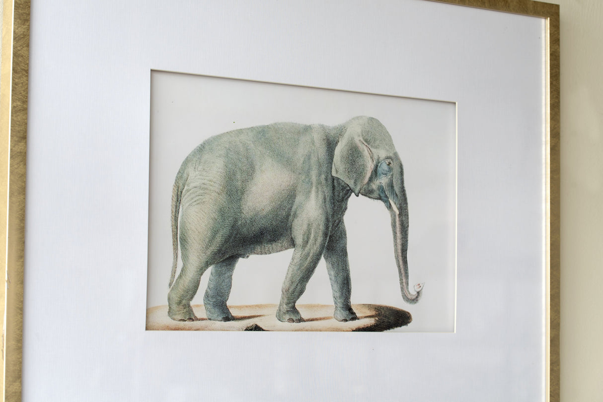 23.6x31.5" Fake Elephant Pencil Drawings, Set of 2