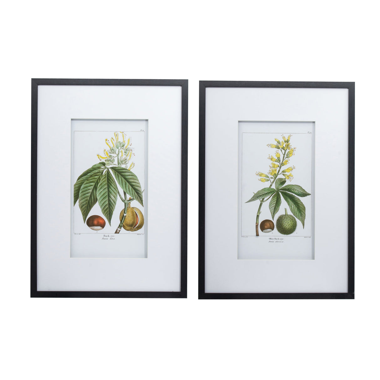 19.7x27.6' Botanical Wall Arts, Set of 2