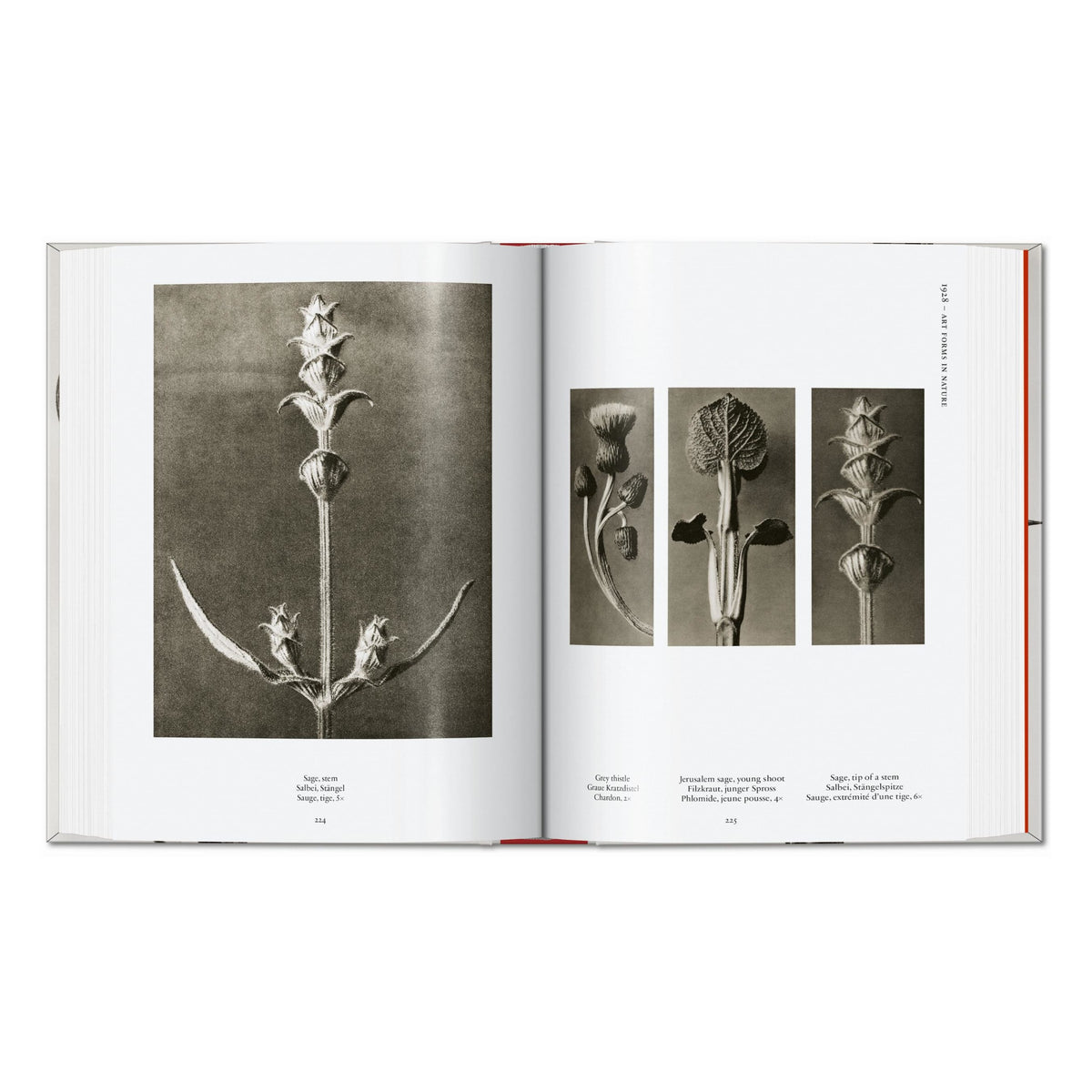 Karl Blossfeldt. The Complete Published Work. 45th Ed. (German, French, English)