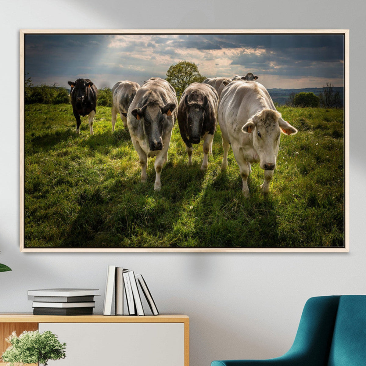 Grazing Cattle Herd Pasture Green Field Livestock Natural