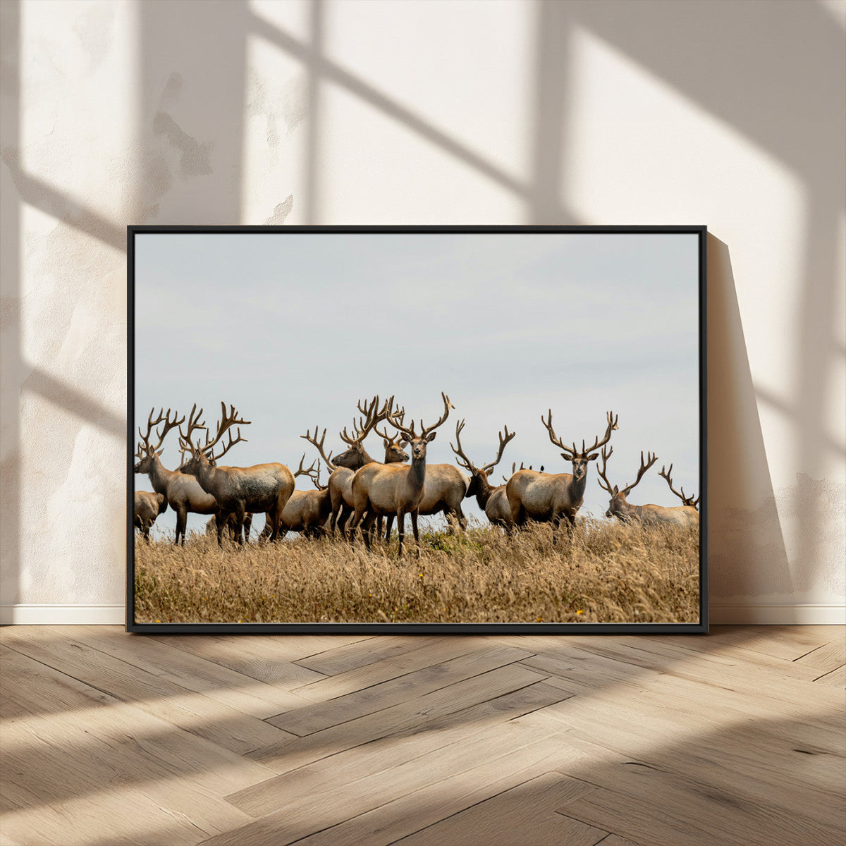 Elk Herd Wall Art Canvas Print – Framed Wildlife Photography