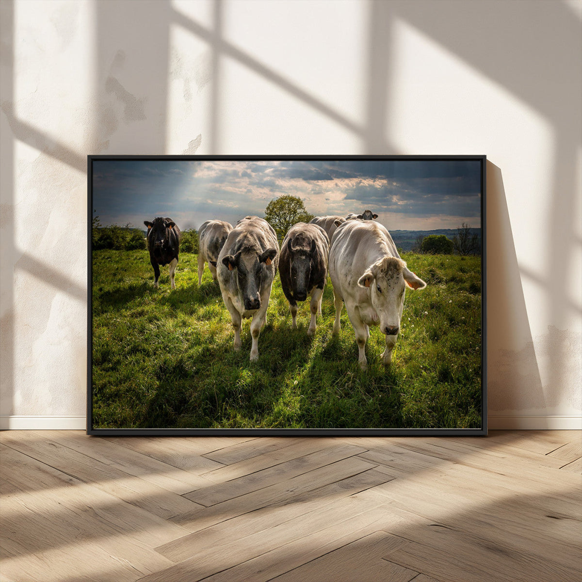 Grazing Cattle Herd Pasture Green Field Livestock Natural