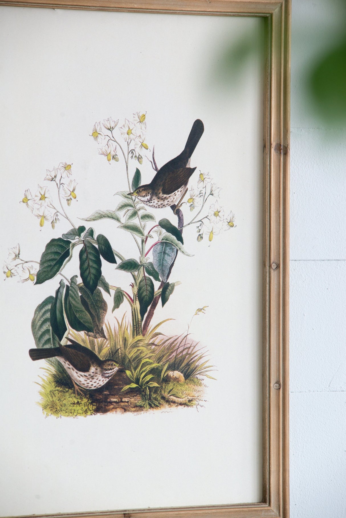 Set of 4 Bird Framed Prints