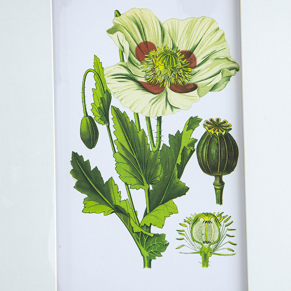 Verdure Elegance™ — Set of 4 Botanical Wall Art Prints