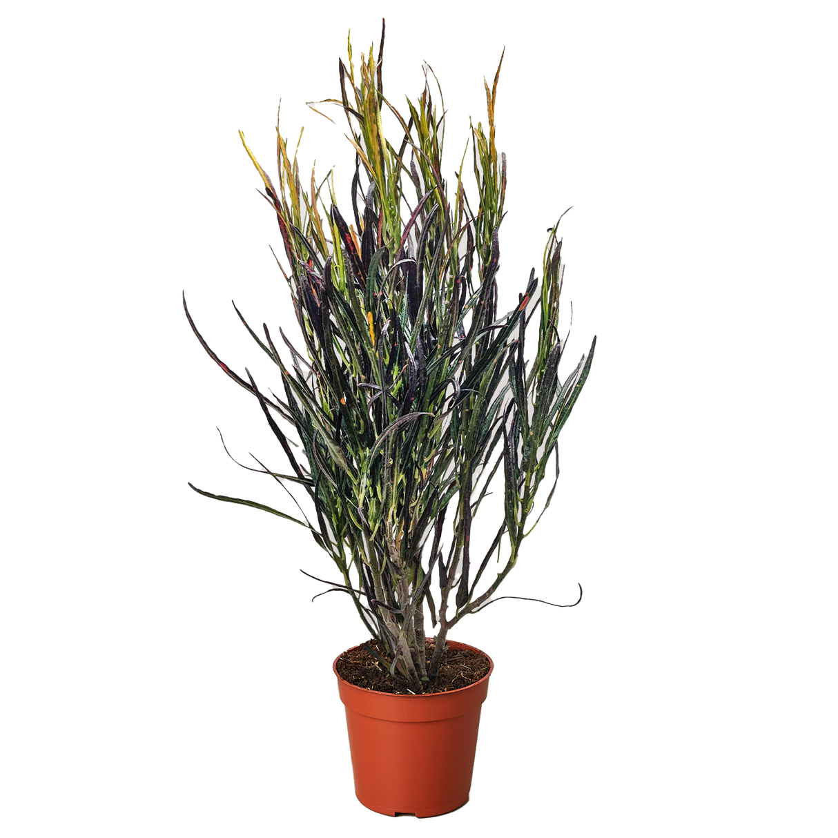Croton 'Picasso'