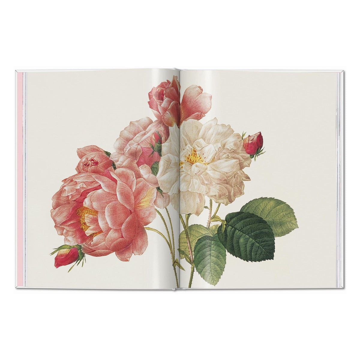 Redouté. Roses (German, French, English)