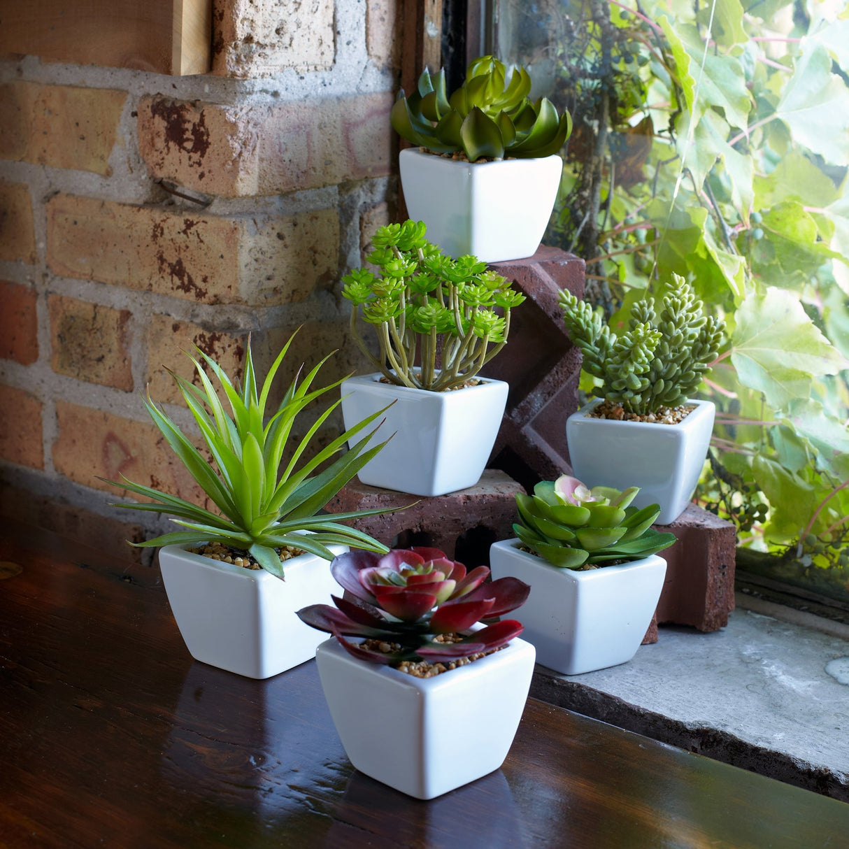 Assorted succulent in traditional white pot (set of 6)