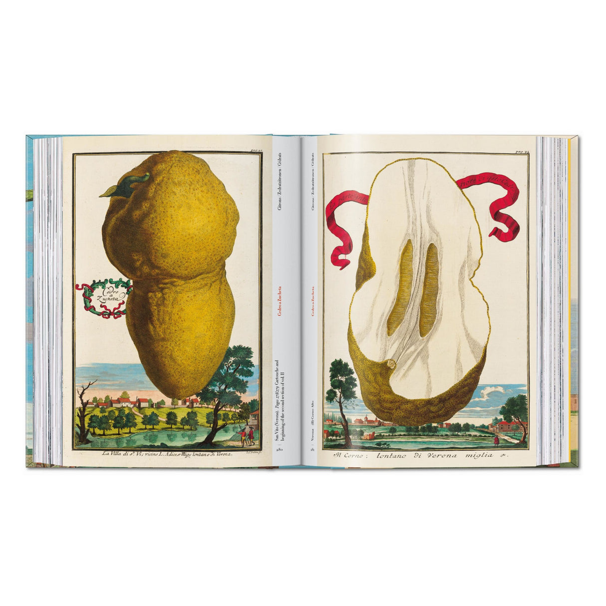 J. C. Volkamer. The Book of Citrus Fruits. 45th Ed. (German, French, English)