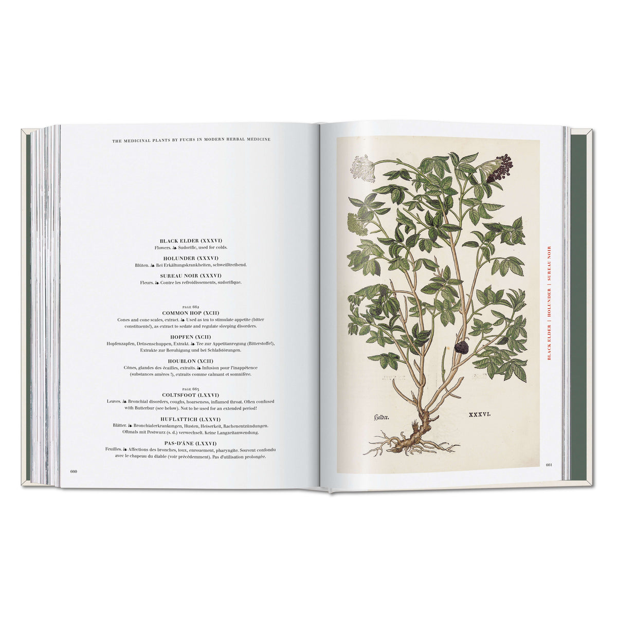 Leonhart Fuchs. The New Herbal (German, French, English)