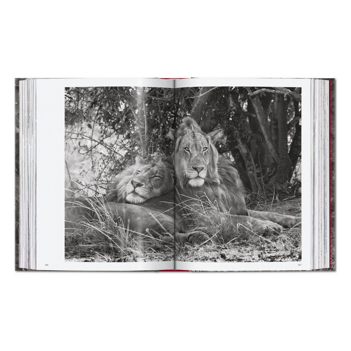 Sebastião Salgado. Genesis. 45th Ed. (English)