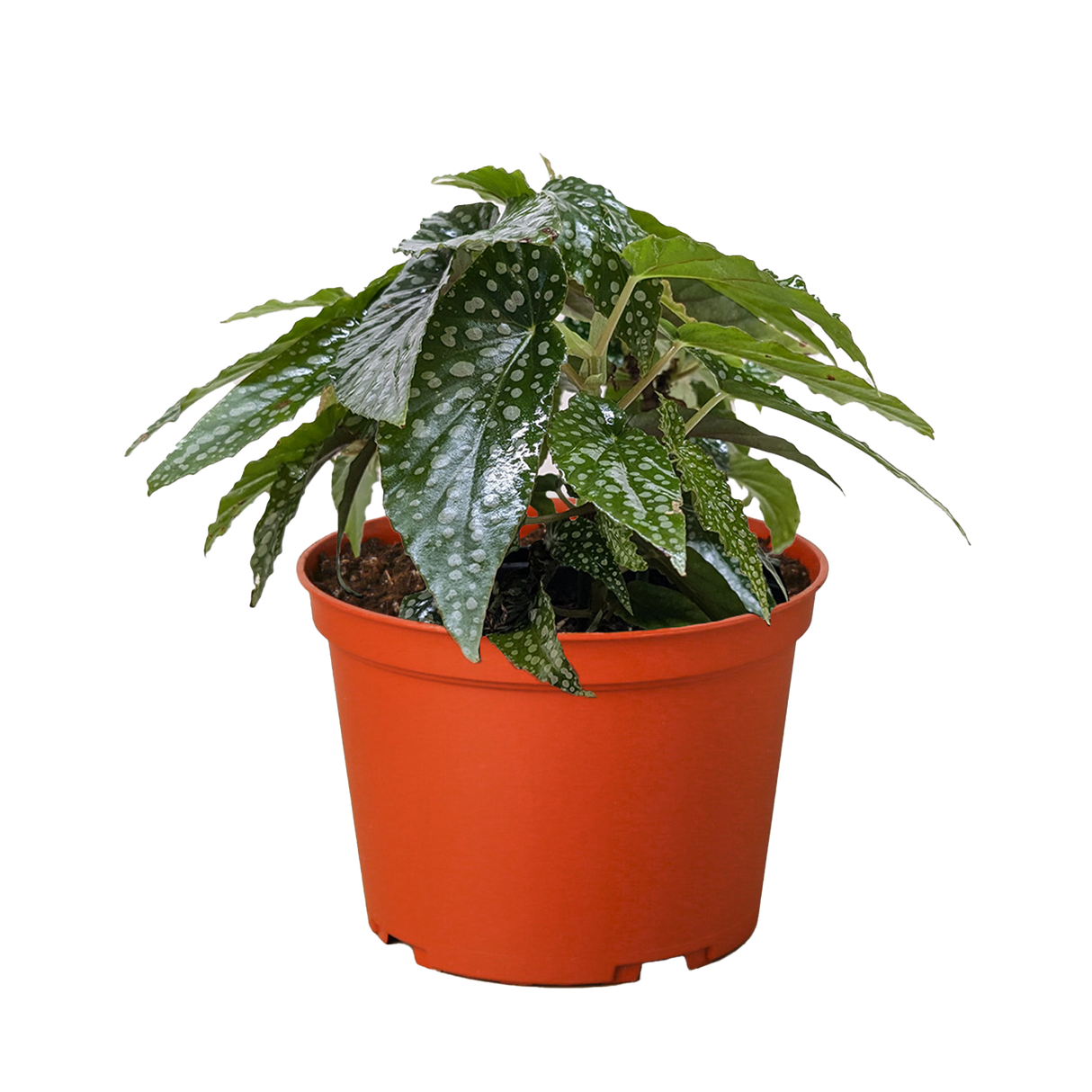 Begonia 'White Ice'