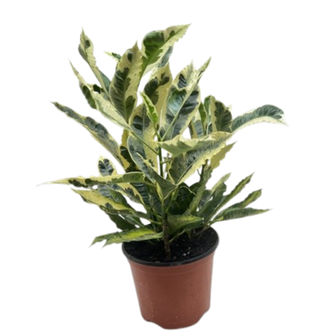 Croton 'Tamara'