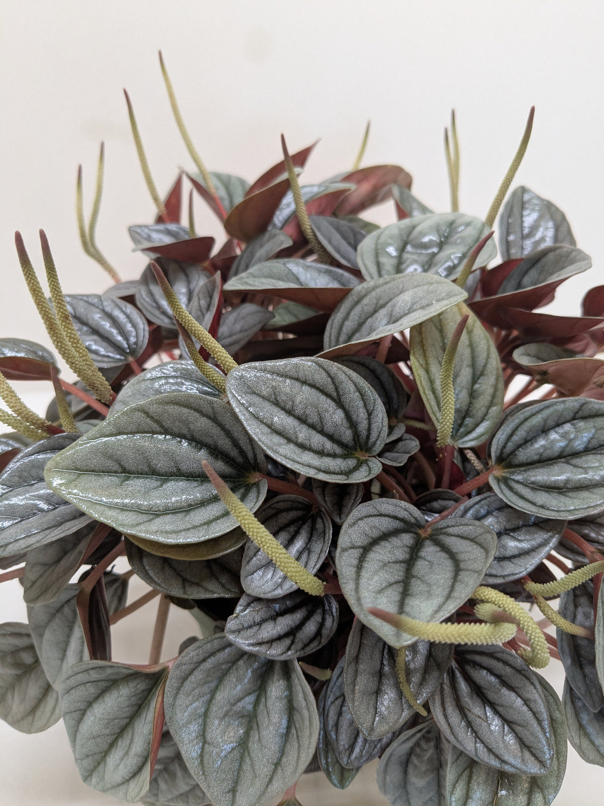 Peperomia San Marino | Easy Care Tabletop Plant | House Plant Shop