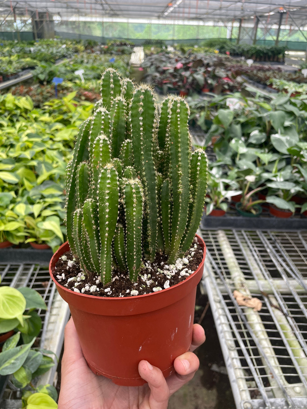 Fairy Castle Cactus