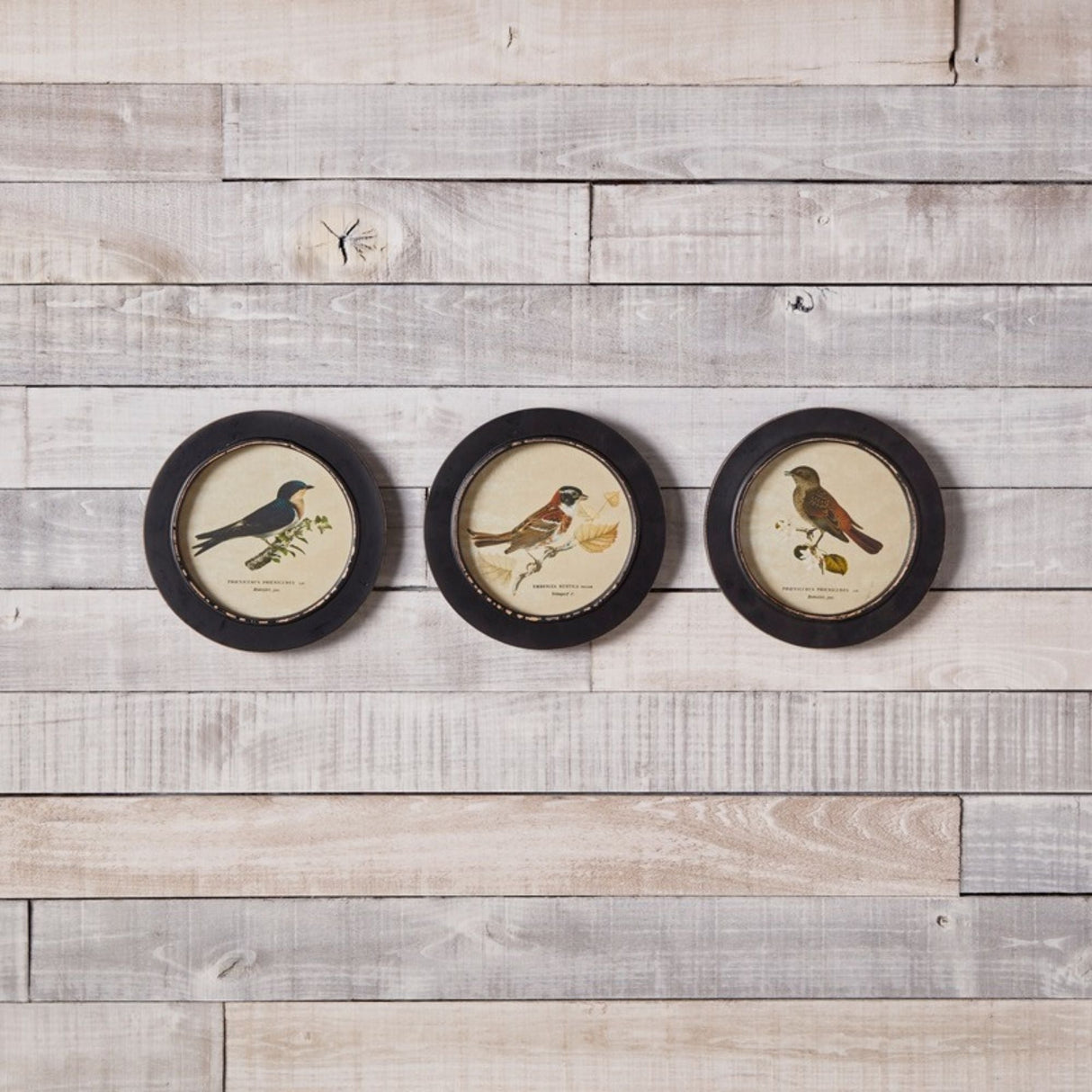 Wood Framed Encyclopedia Bird Print (Set of 3)