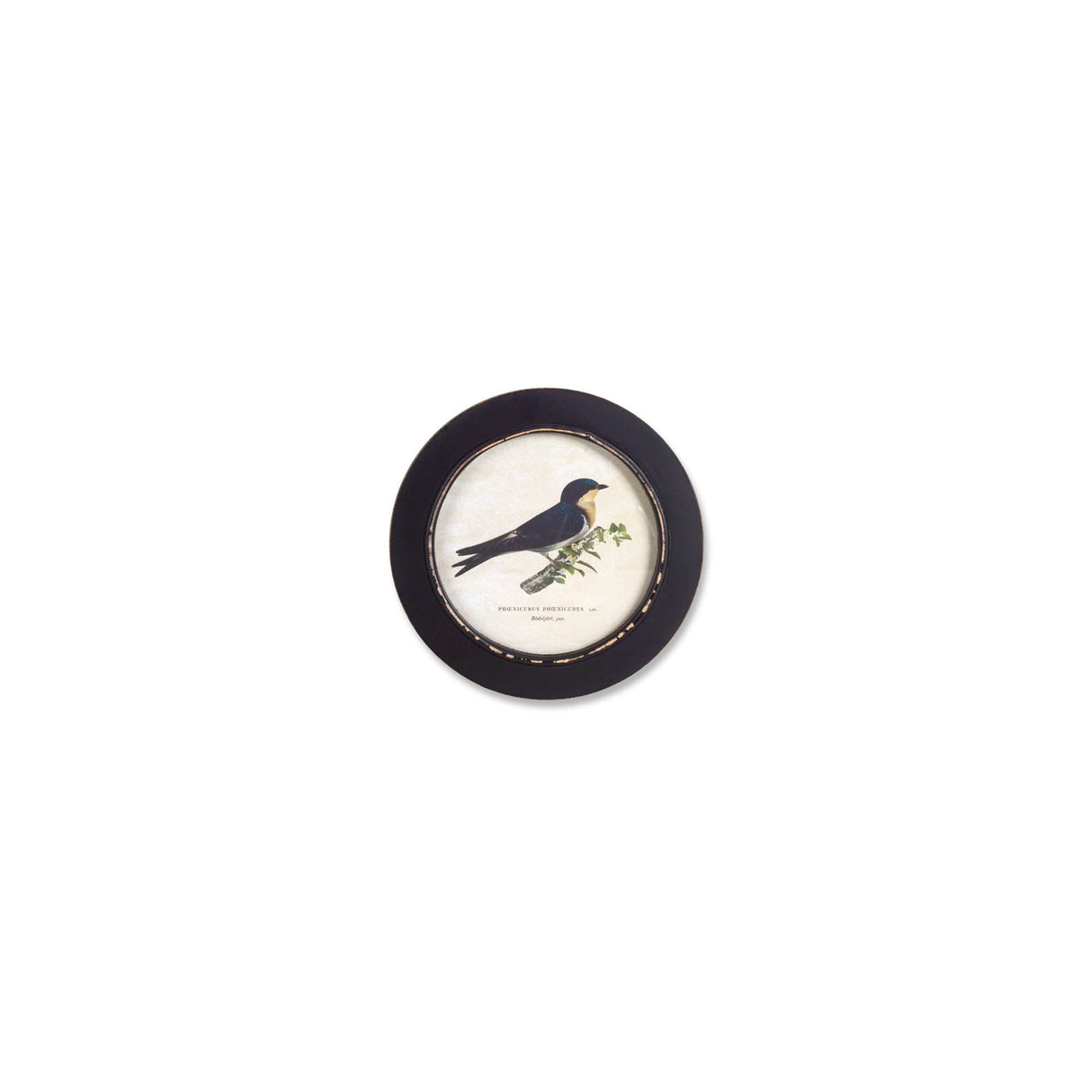 Wood Framed Encyclopedia Bird Print (Set of 3)