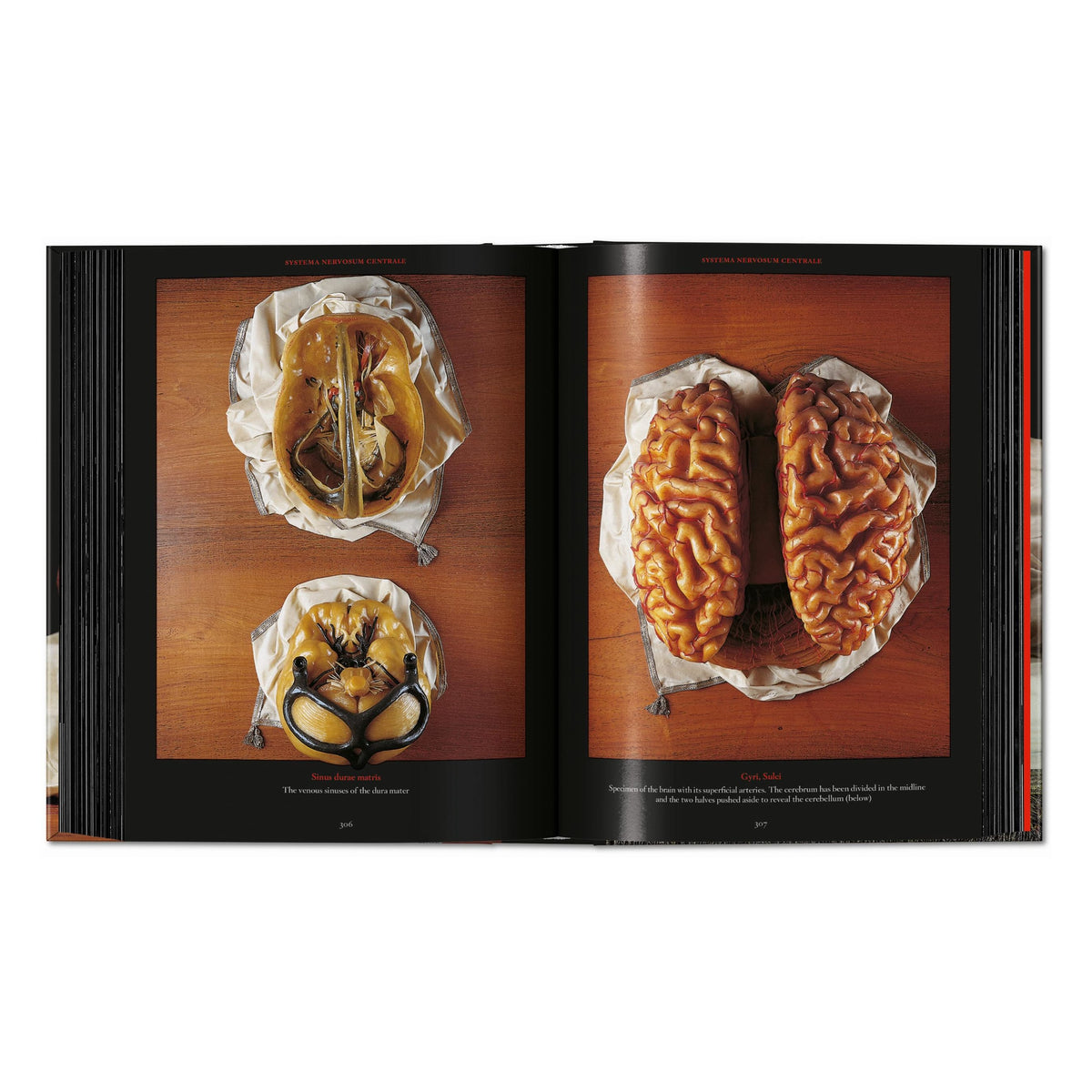 Anatomical Waxes. 45th Ed. (German, French, English)