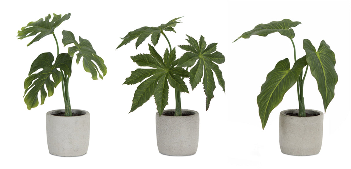 Assorted Foliage Plant in Grey Pot (Set of 6)
