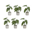 Assorted-foliage-plant-in-grey-pot-(set-of-6)-Pots-&-Planters