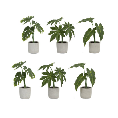 Assorted-foliage-plant-in-grey-pot-(set-of-6)-Pots-&-Planters