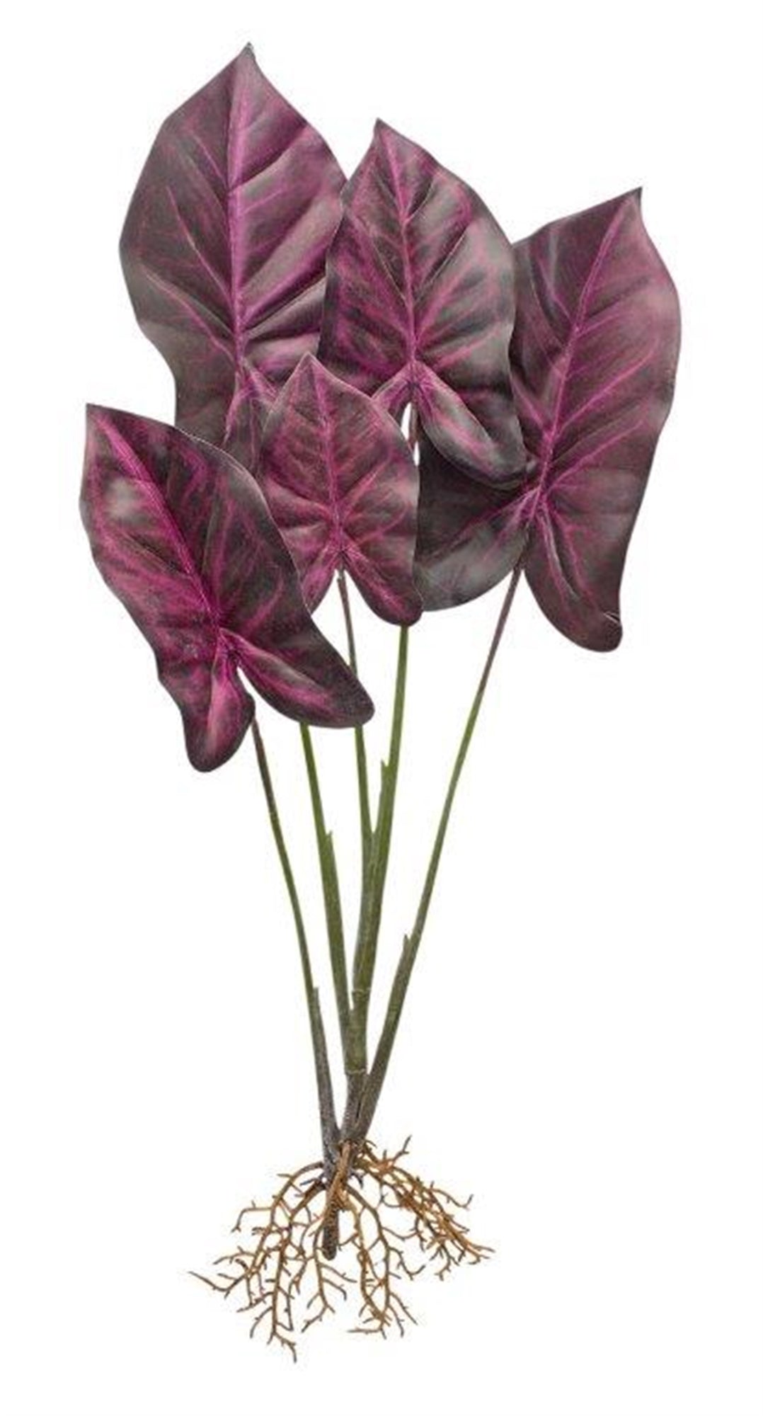 Burgandy caladium plant with roots accent (set of 2)