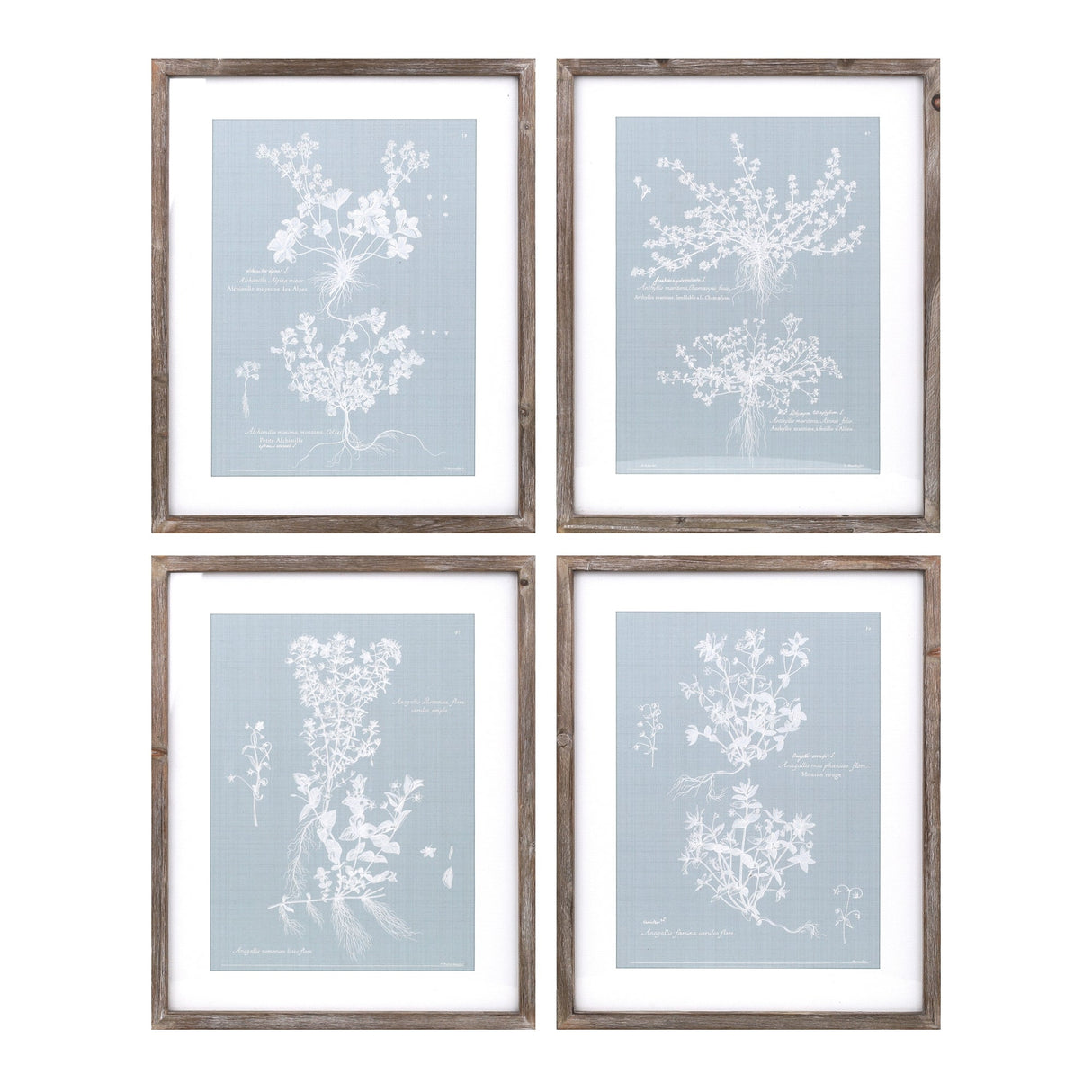Wood-framed-encyclopedia-floral-outline-under-glass-(set-of-4)-Wall-Art