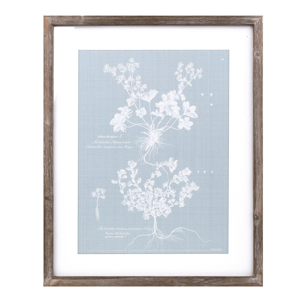 Wood framed encyclopedia floral outline under glass (set of 4)
