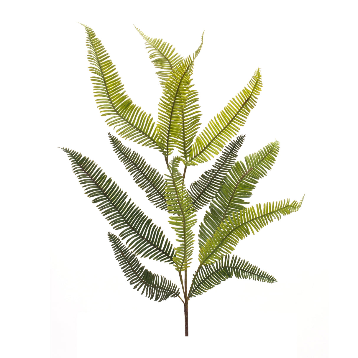Varigated Fern Foliage Spray (Set of 6)