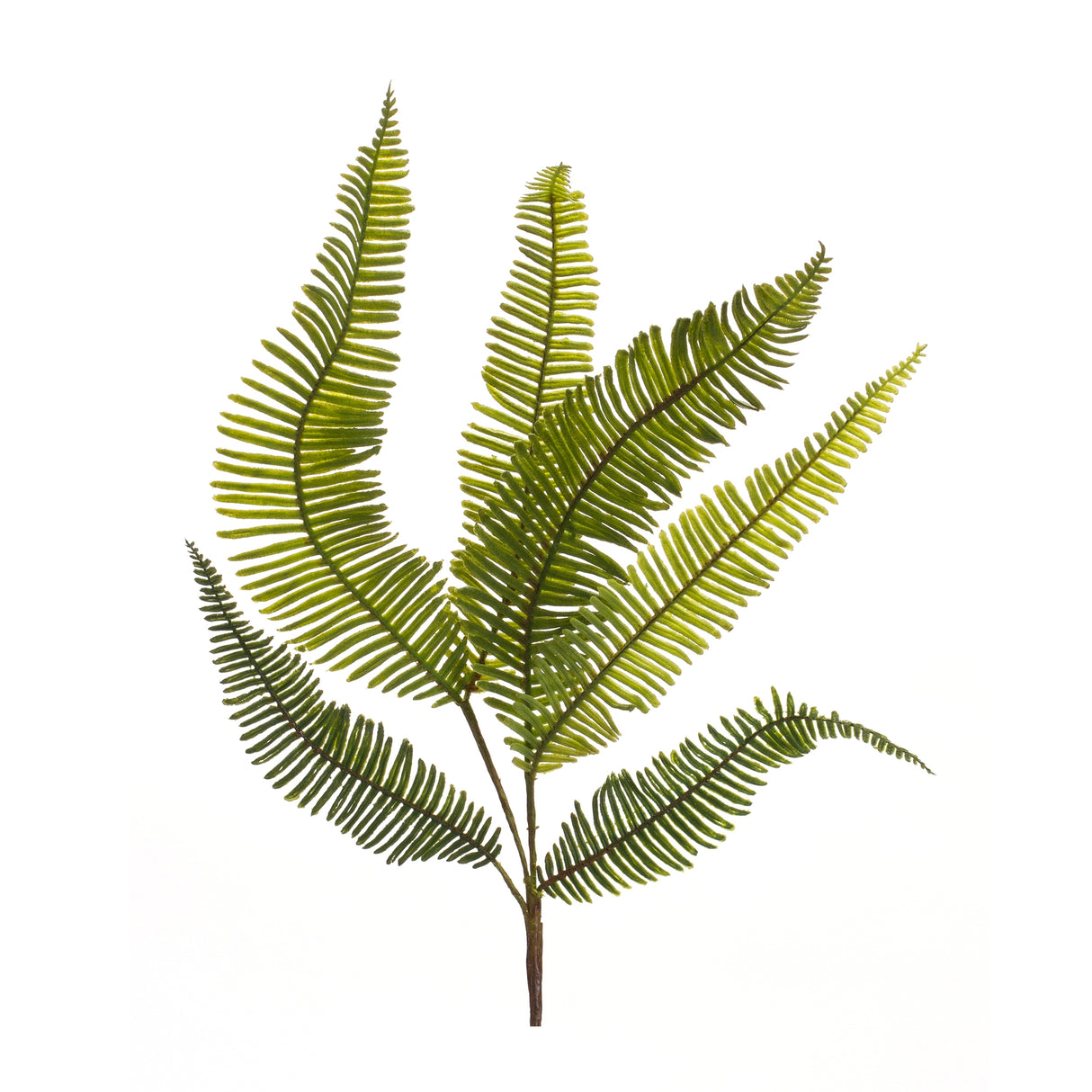 Varigated fern foliage spray (set of 6)