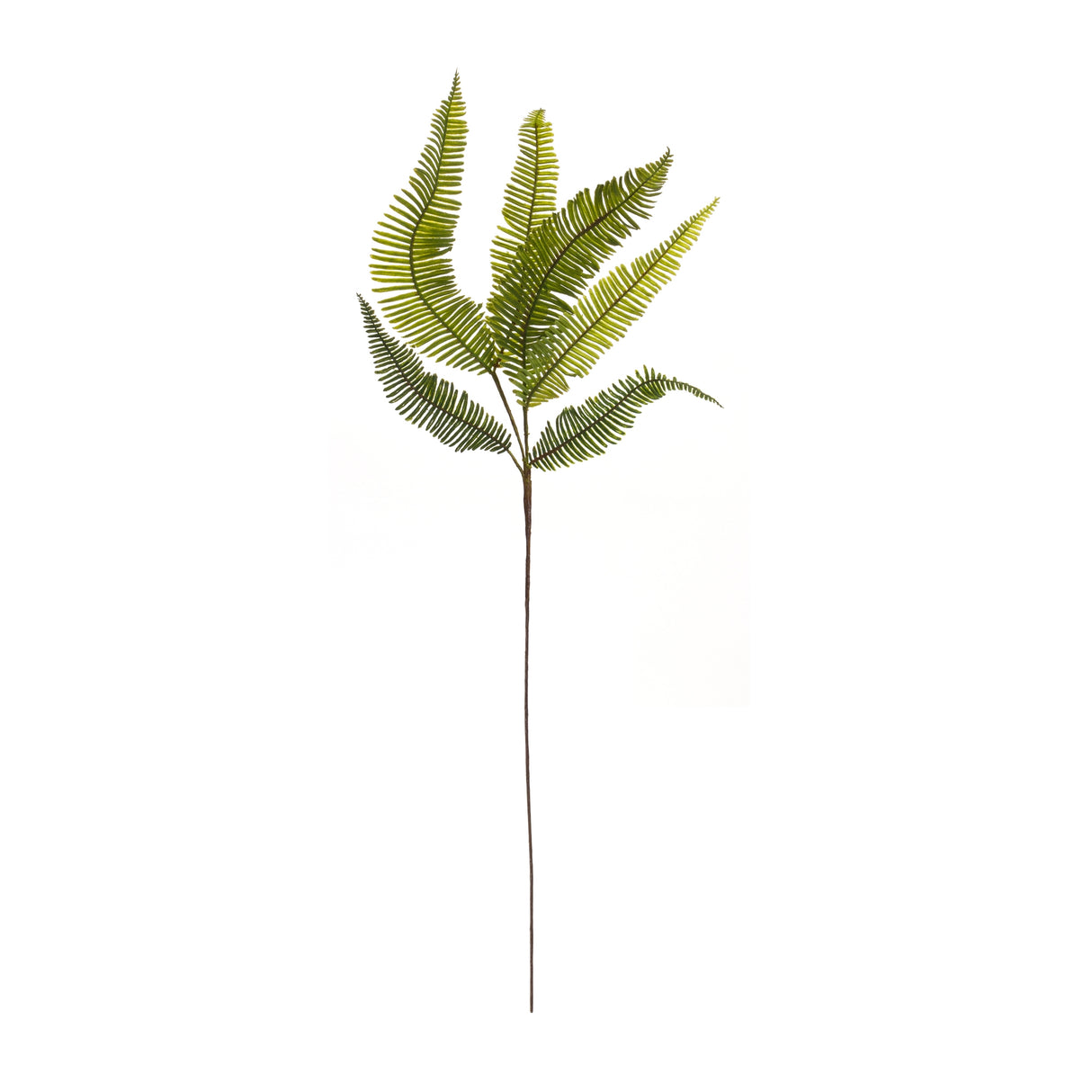 Varigated fern foliage spray (set of 6)