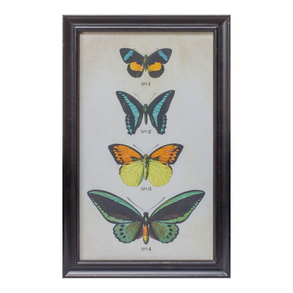 Framed Encyclopedia Butterfly Print Under Glass (Set of 2)