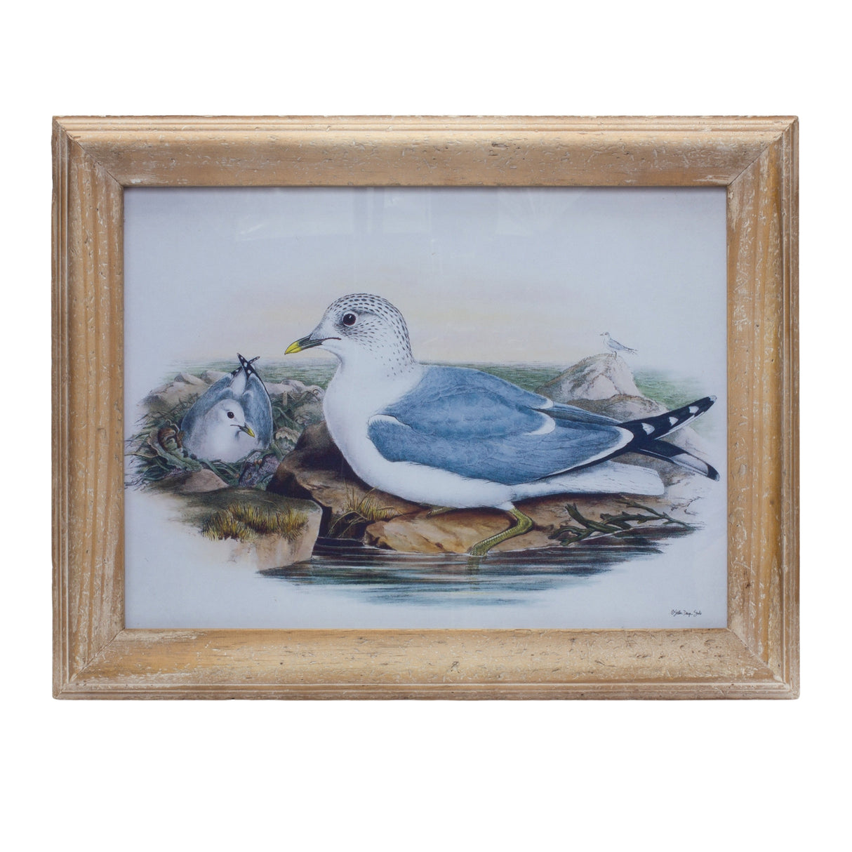 Framed sea bird print under glass 16.5"l