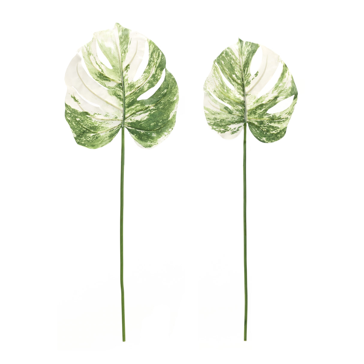 Light Varigated Philo Leaf Stem (Set of 12)