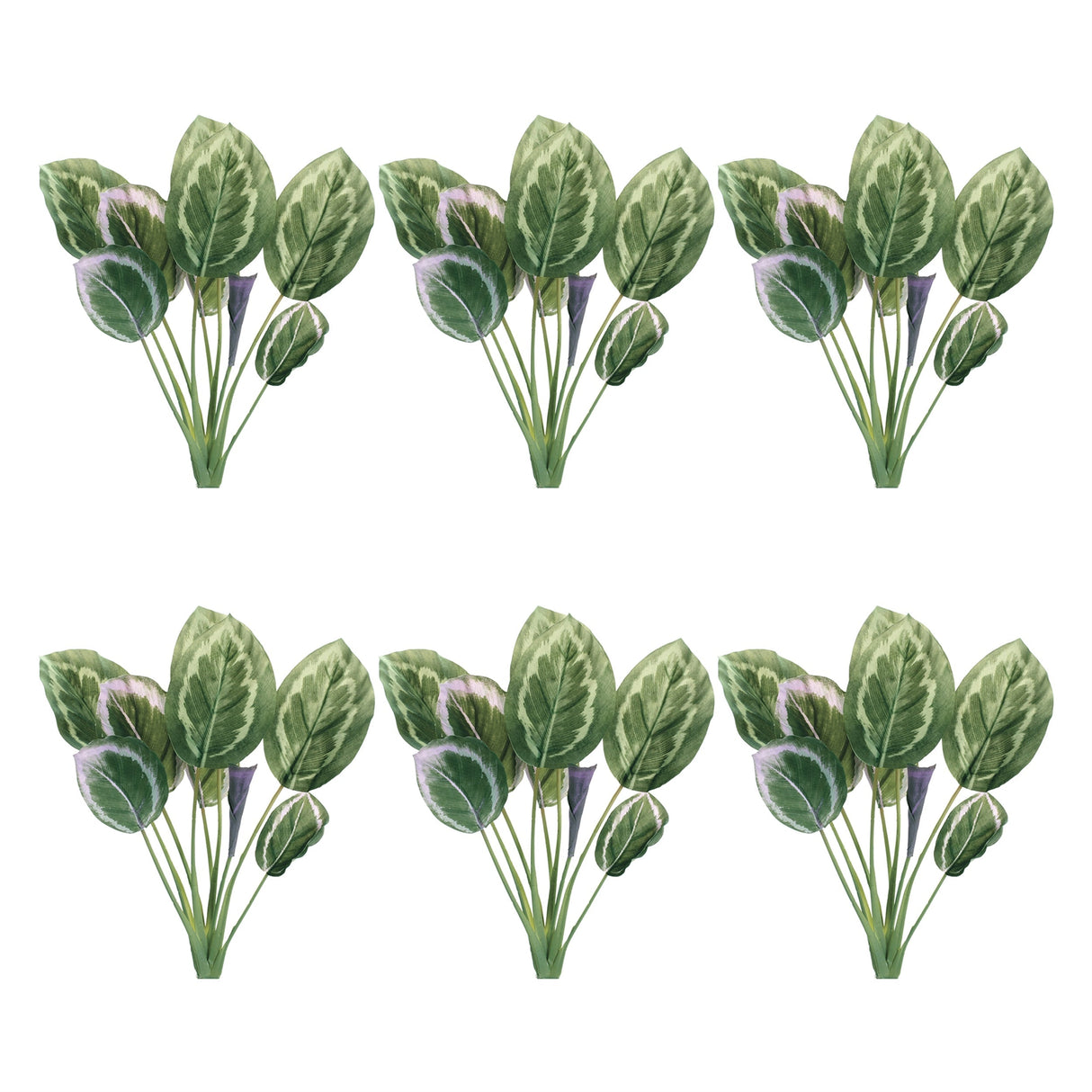 Prayer plant foliage bush (set of 6)