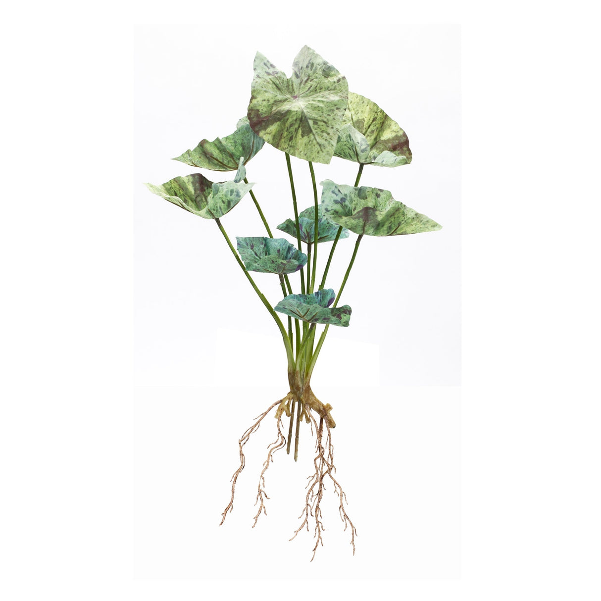 Varigated Caladium Foliage Bush (Set of 6)