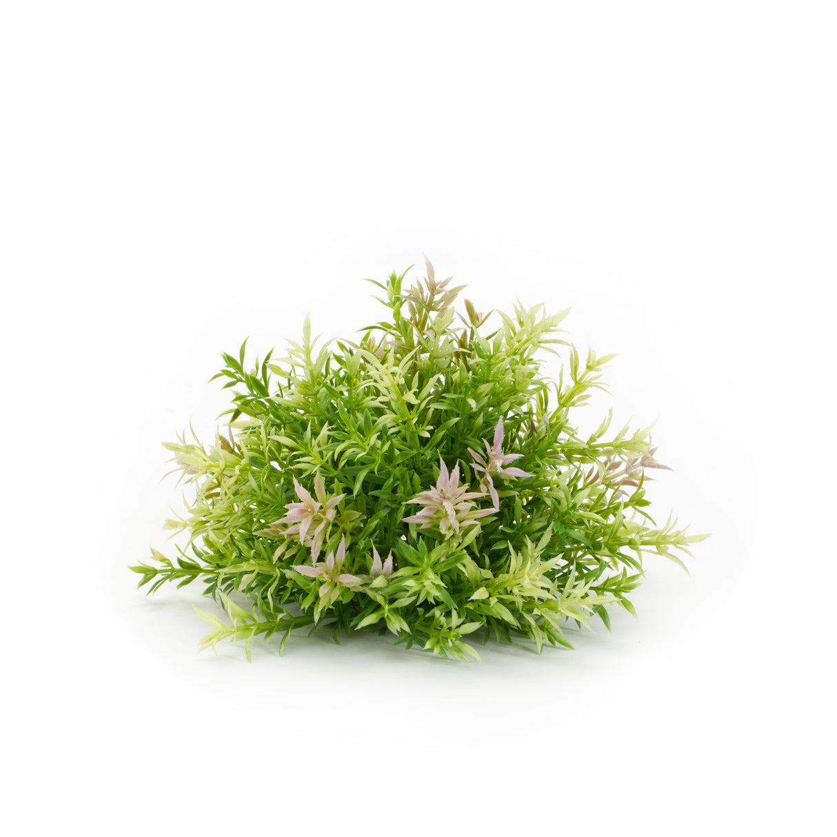 Mini leaf half orb (set of 6)