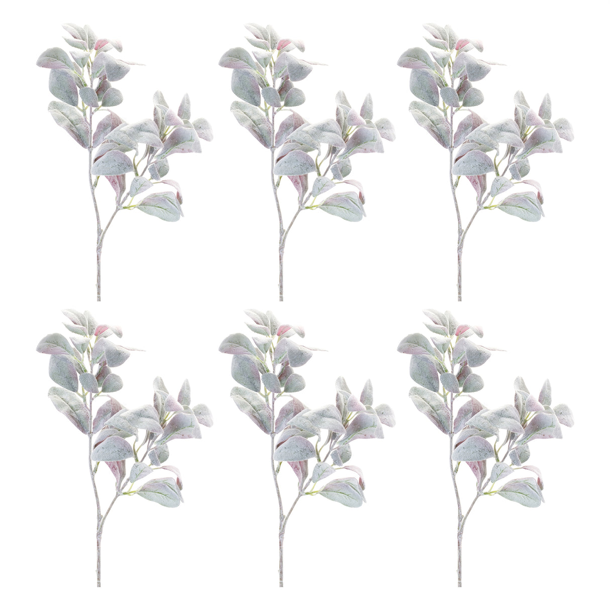 Lamb's Ear Leaf Bush (Set of 6)